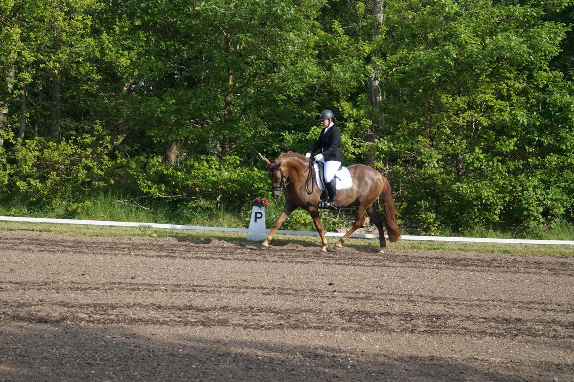Anden særlig race Lillefix Ever uniqe solgt  billede 16
