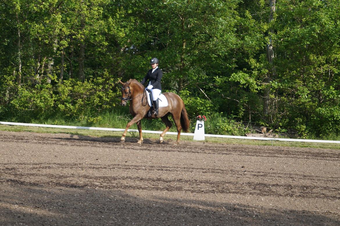 Anden særlig race Lillefix Ever uniqe solgt  billede 17
