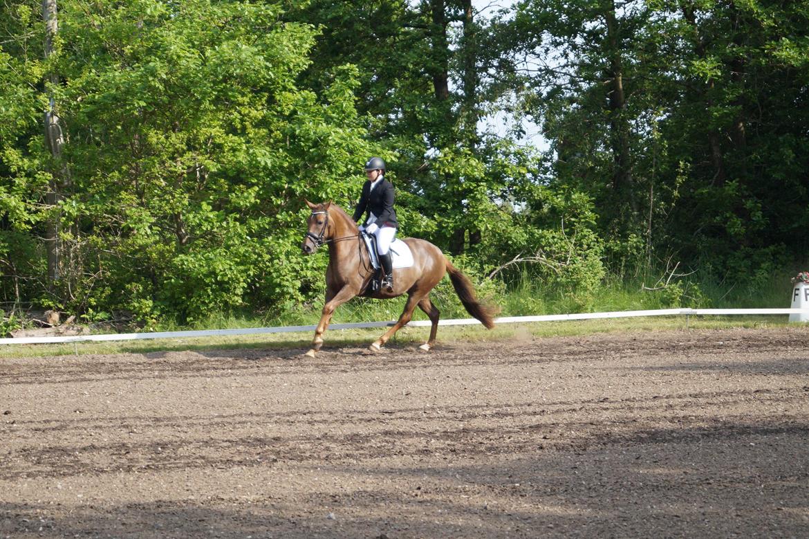 Anden særlig race Lillefix Ever uniqe solgt  billede 18