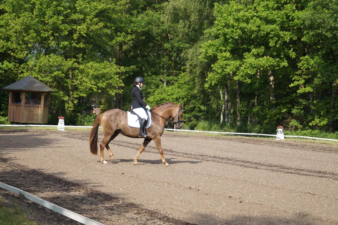 Anden særlig race Lillefix Ever uniqe solgt  billede 19