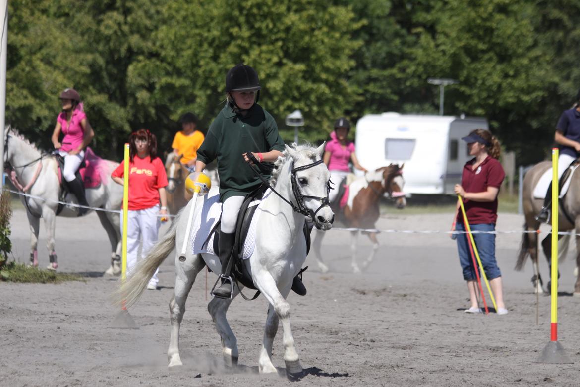 Welsh Mountain (sec A) Meadow's Whipster - Landsfinalen i ponygames  billede 22