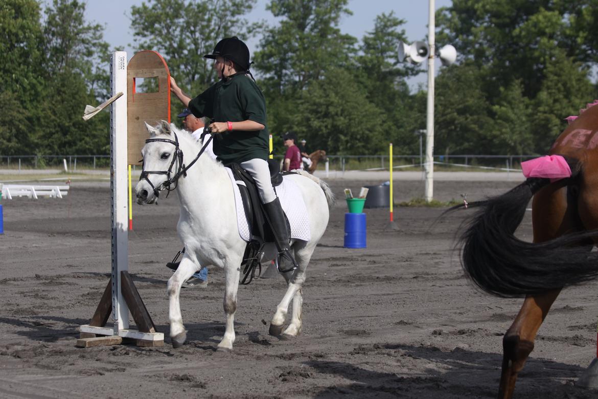 Welsh Mountain (sec A) Meadow's Whipster - Landsfinalen i Århus :) billede 29