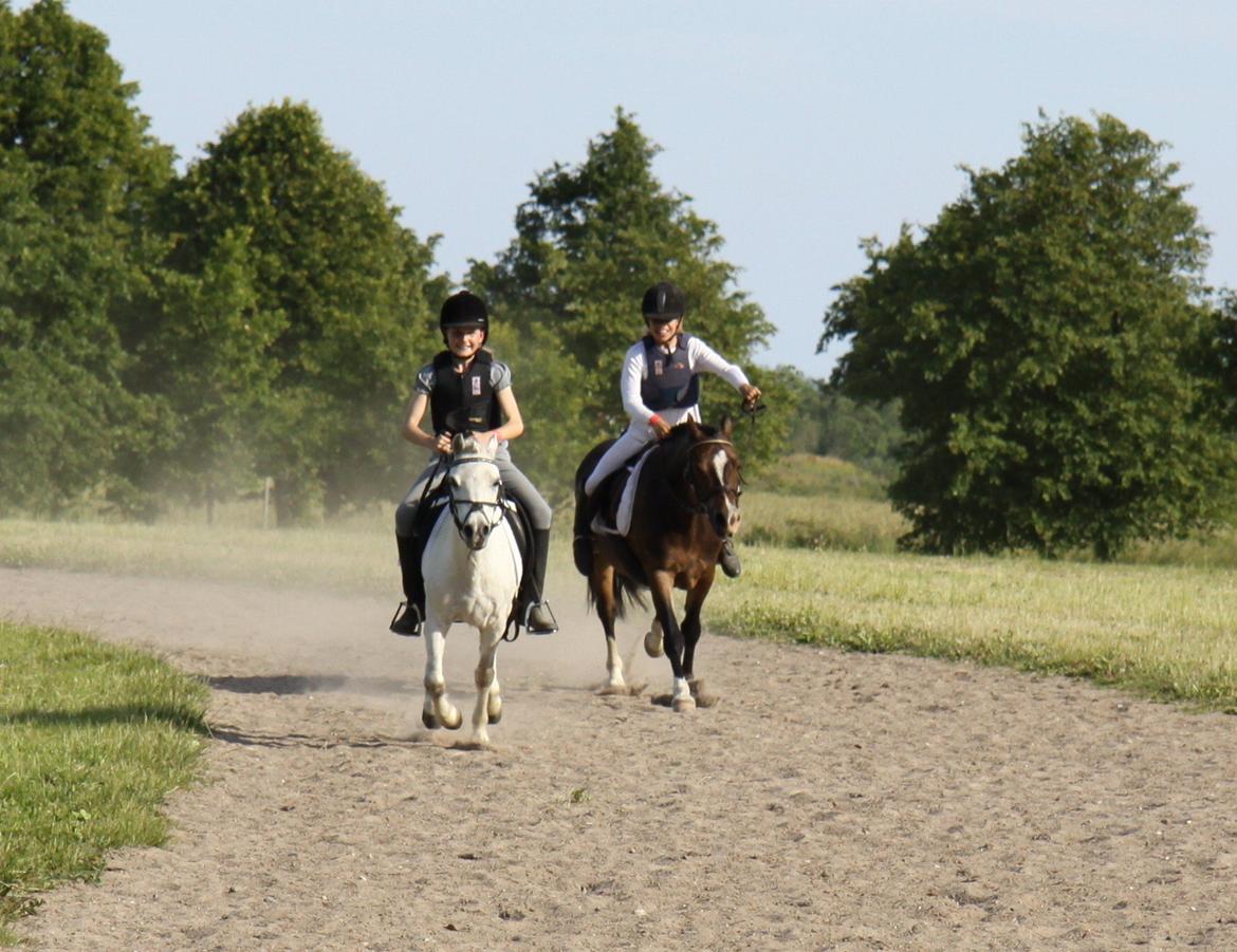 Welsh Mountain (sec A) Meadow's Whipster - Galop med Malene på galopbanen :P billede 9