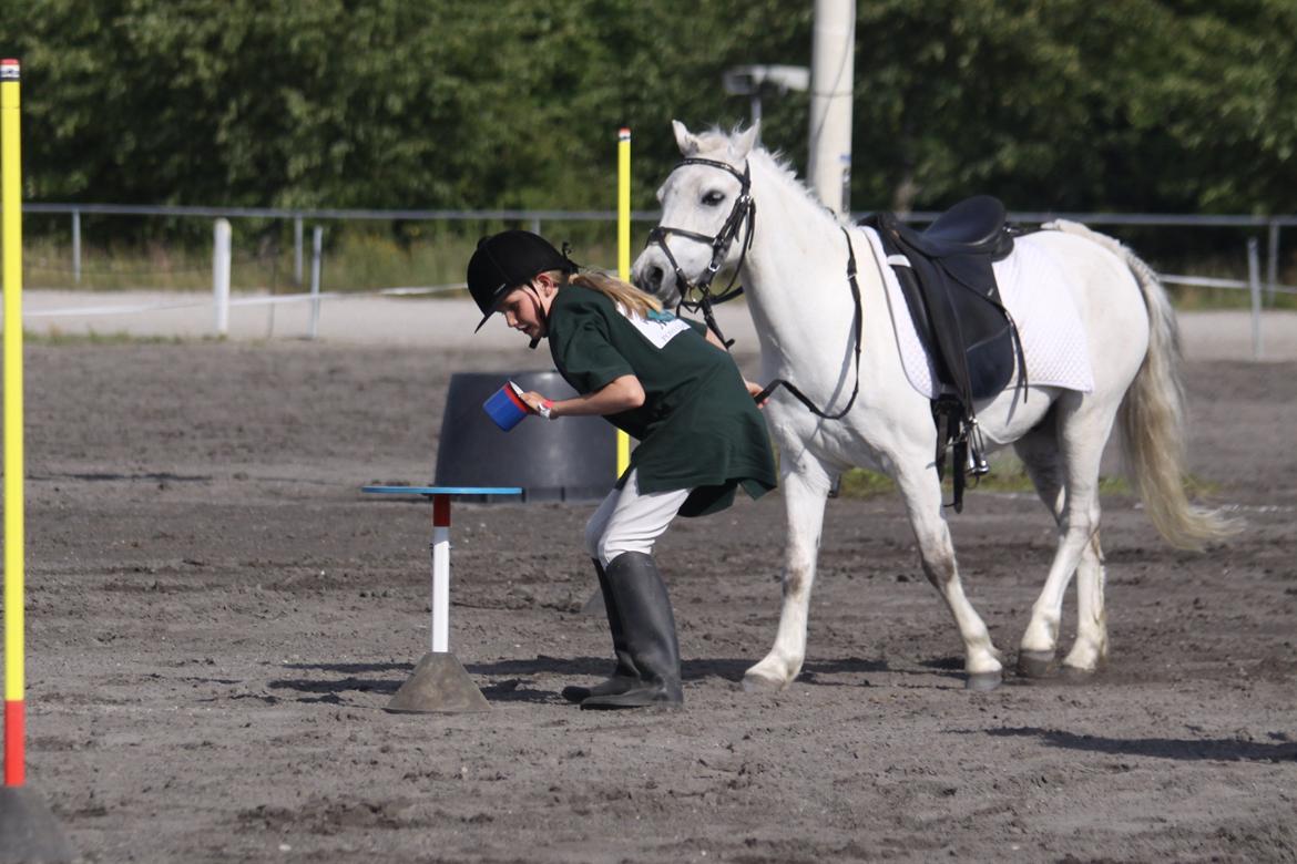 Welsh Mountain (sec A) Meadow's Whipster billede 26