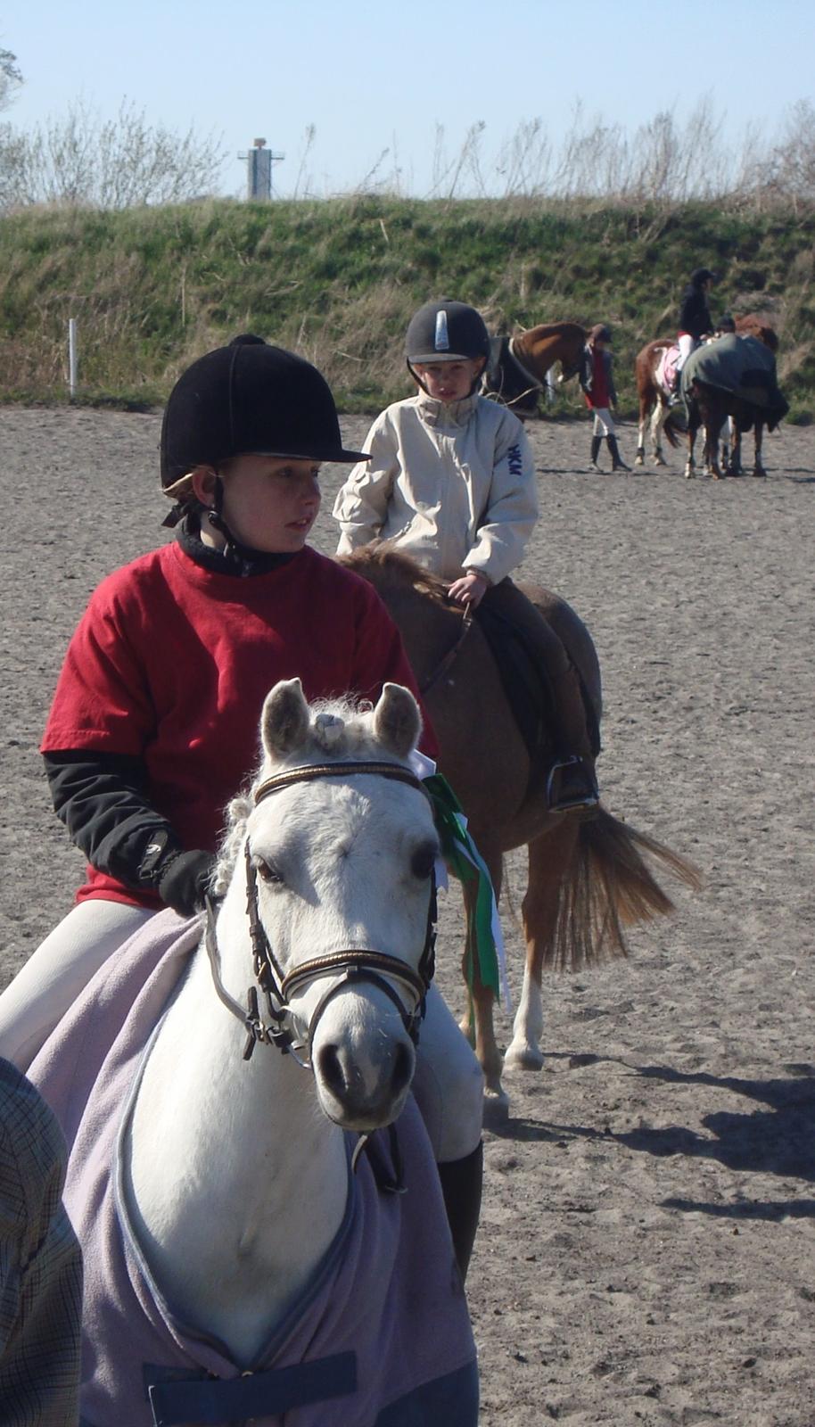 Welsh Mountain (sec A) Meadow's Whipster - Vinder ponyen ;'P billede 41