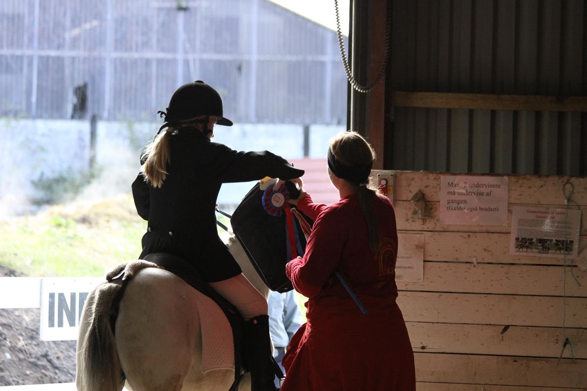 Welsh Mountain (sec A) Meadow's Whipster - Vinder pony ;P billede 34