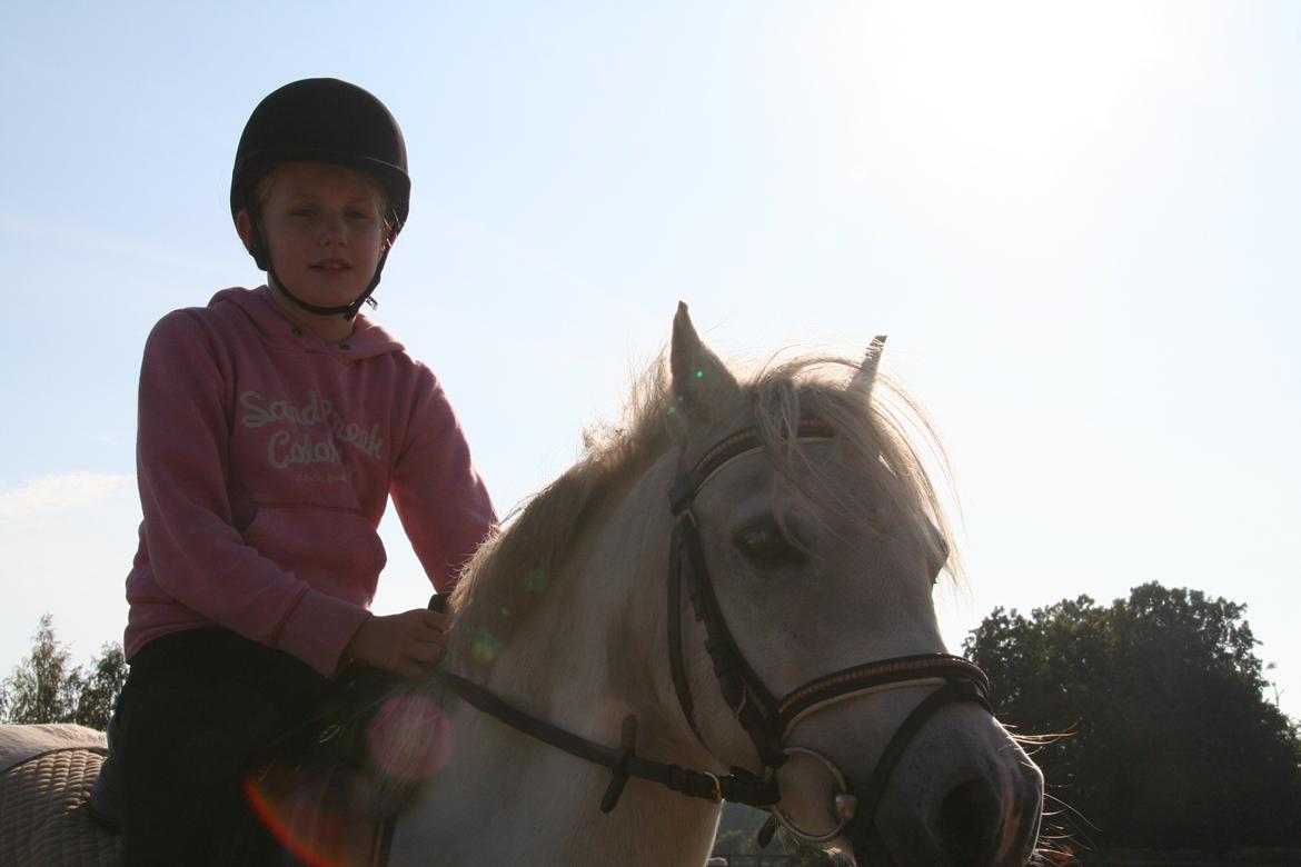 Welsh Mountain (sec A) Meadow's Whipster - <3 billede 43