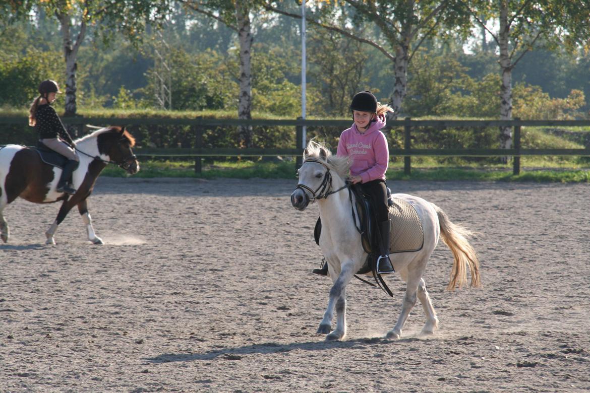 Welsh Mountain (sec A) Meadow's Whipster - Afsted med os xD billede 50