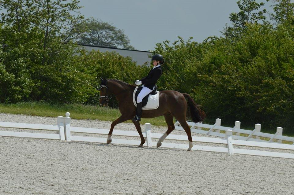 New Forest Kantjes Sandro (Bamse) - Første La3  <3  billede 8