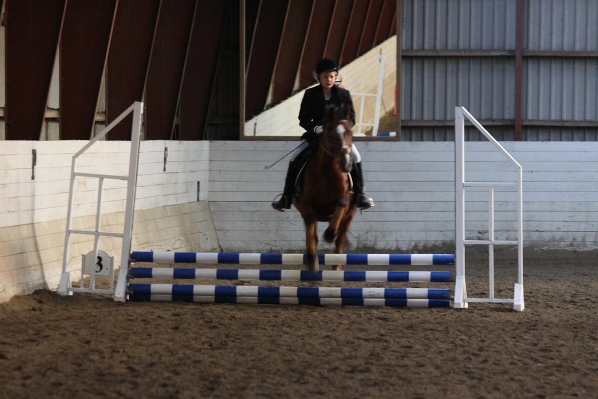 Hollandsk Sportspony Danny - Spring stævne på tosseponyen :-) billede 13