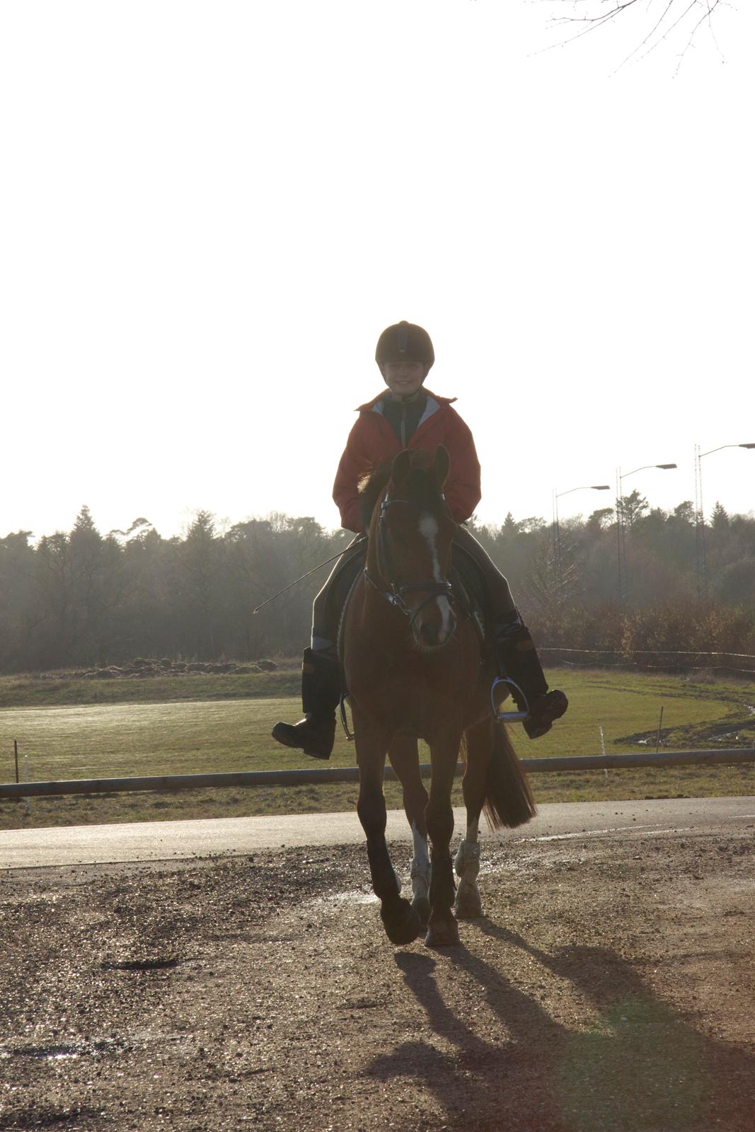 Hollandsk Sportspony Danny - Sidste tur sammen :) billede 15