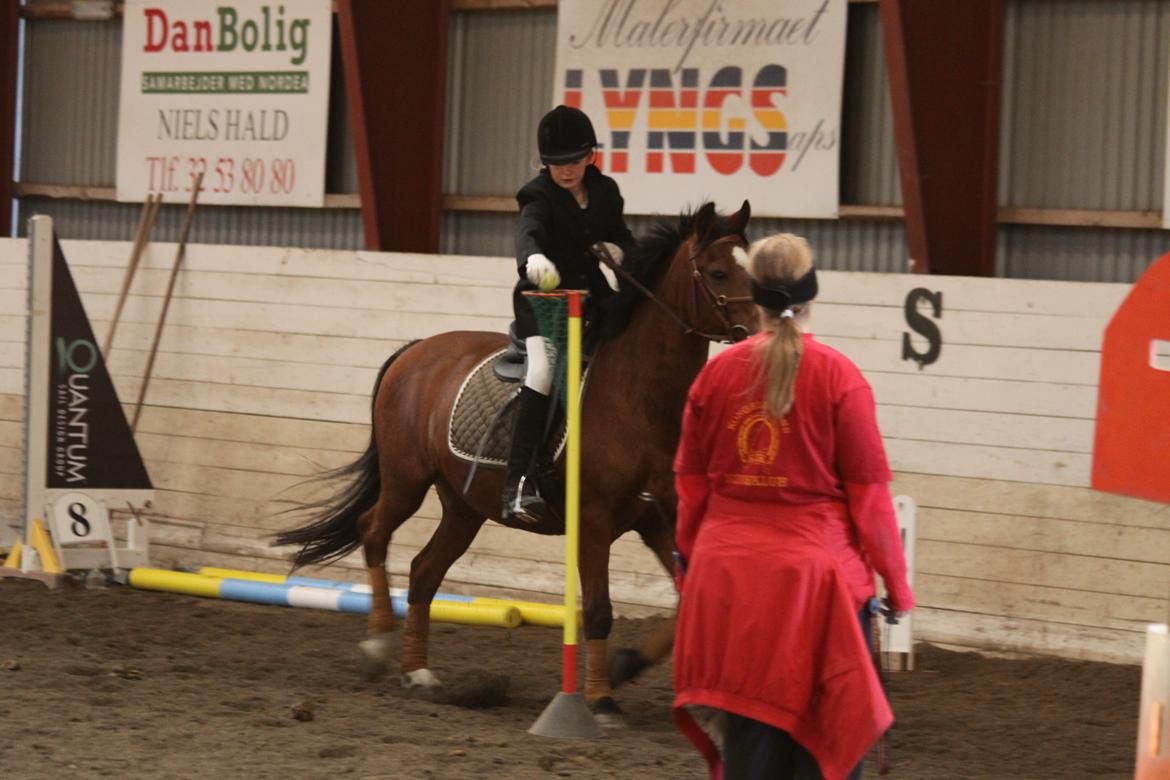 Hollandsk Sportspony Danny - Ponygames stævne :) billede 14