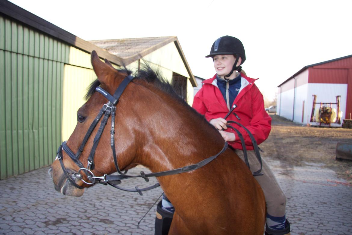 Hollandsk Sportspony Danny billede 17