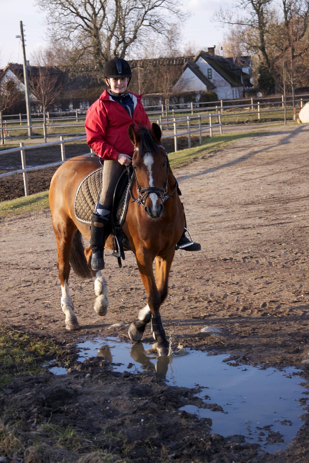 Hollandsk Sportspony Danny - åh nej en vandput :P billede 18