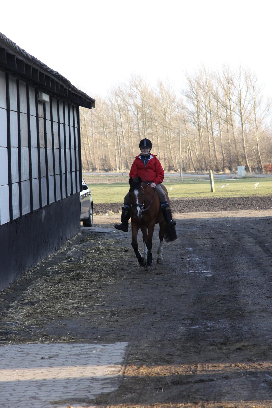 Hollandsk Sportspony Danny billede 21