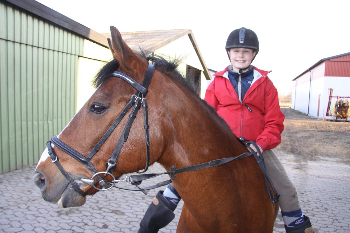 Hollandsk Sportspony Danny billede 23