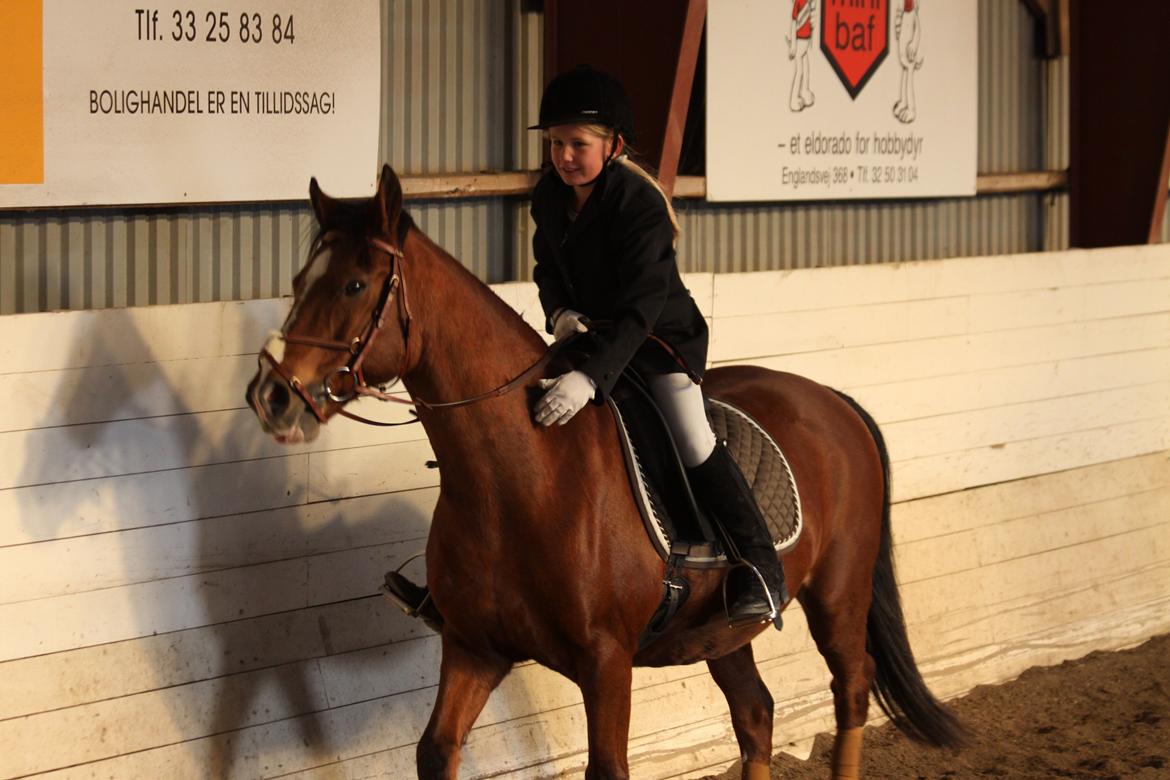 Hollandsk Sportspony Danny - Klapper den dygtige pony efter stævne ;) billede 24