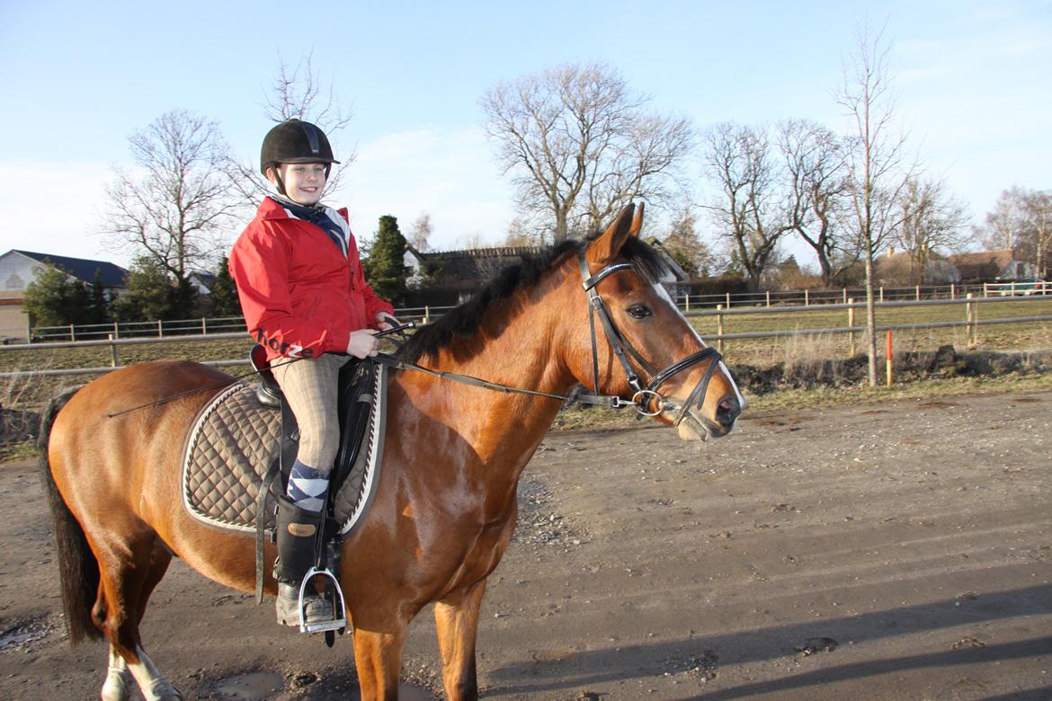 Hollandsk Sportspony Danny billede 25