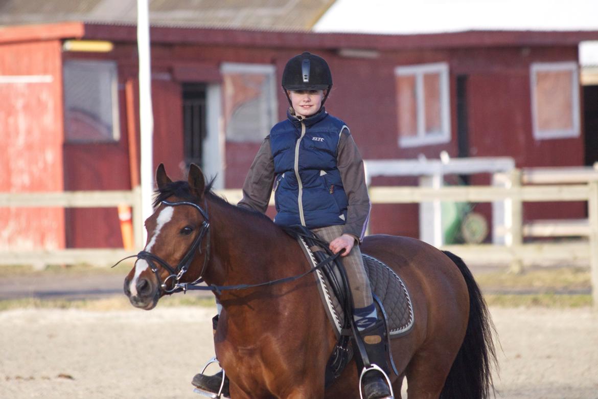 Hollandsk Sportspony Danny billede 2