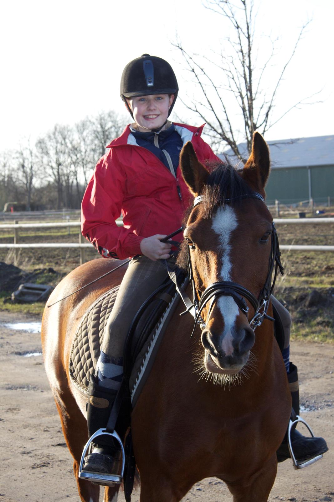 Hollandsk Sportspony Danny billede 5