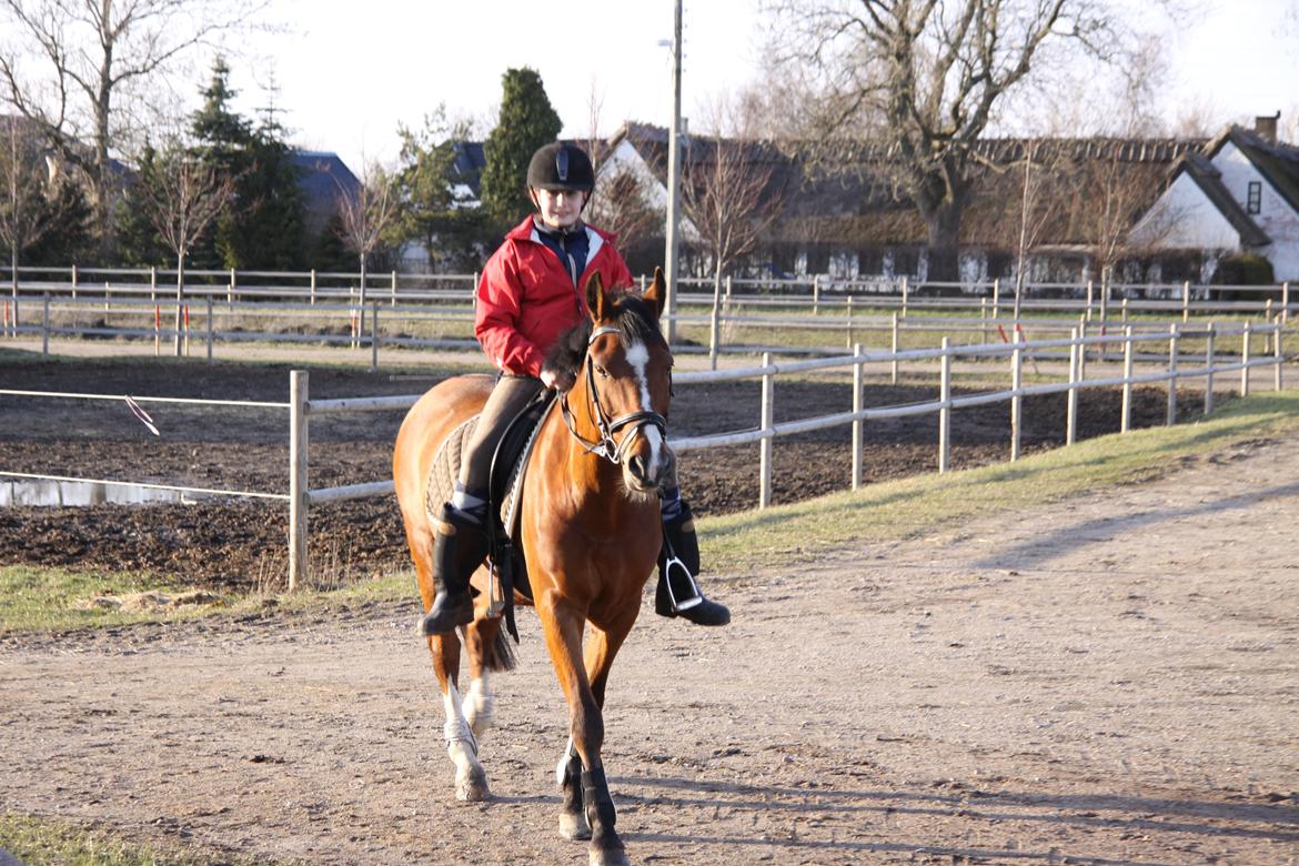 Hollandsk Sportspony Danny billede 26