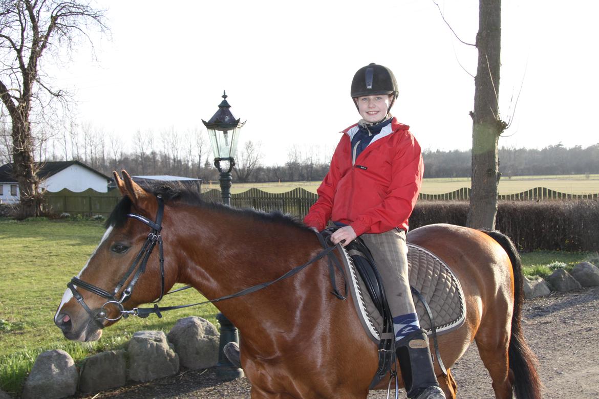 Hollandsk Sportspony Danny billede 27