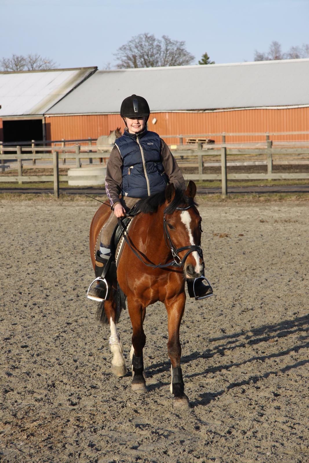 Hollandsk Sportspony Danny billede 28