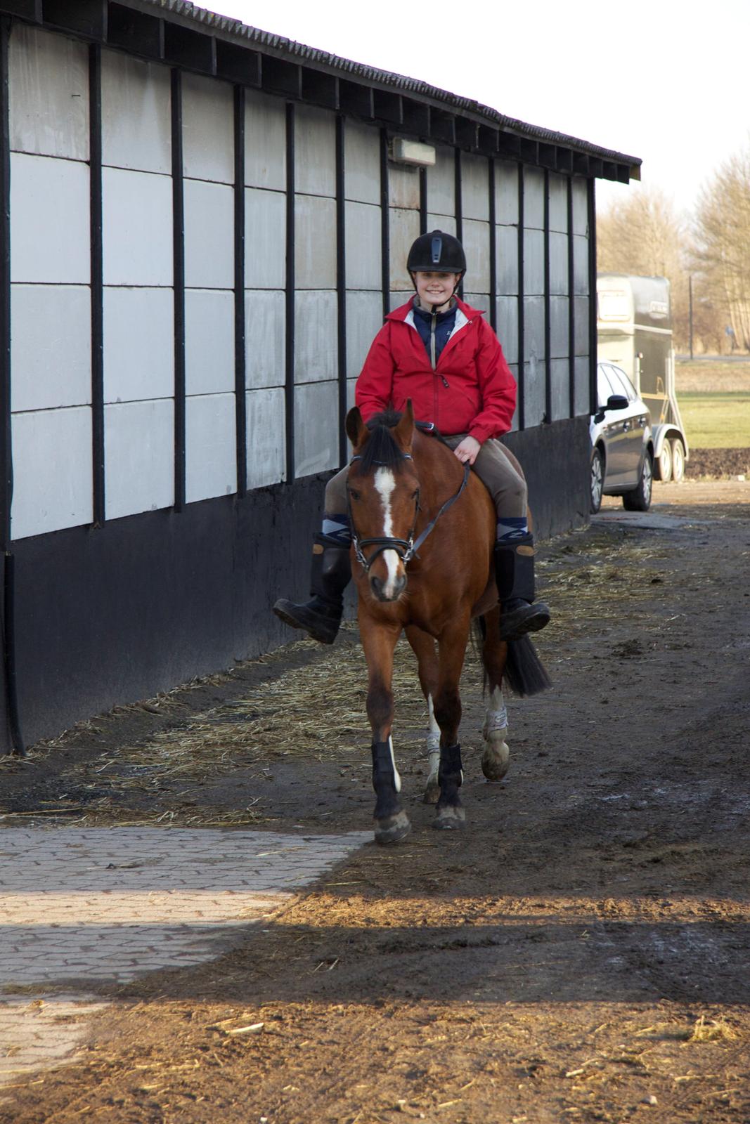 Hollandsk Sportspony Danny billede 29