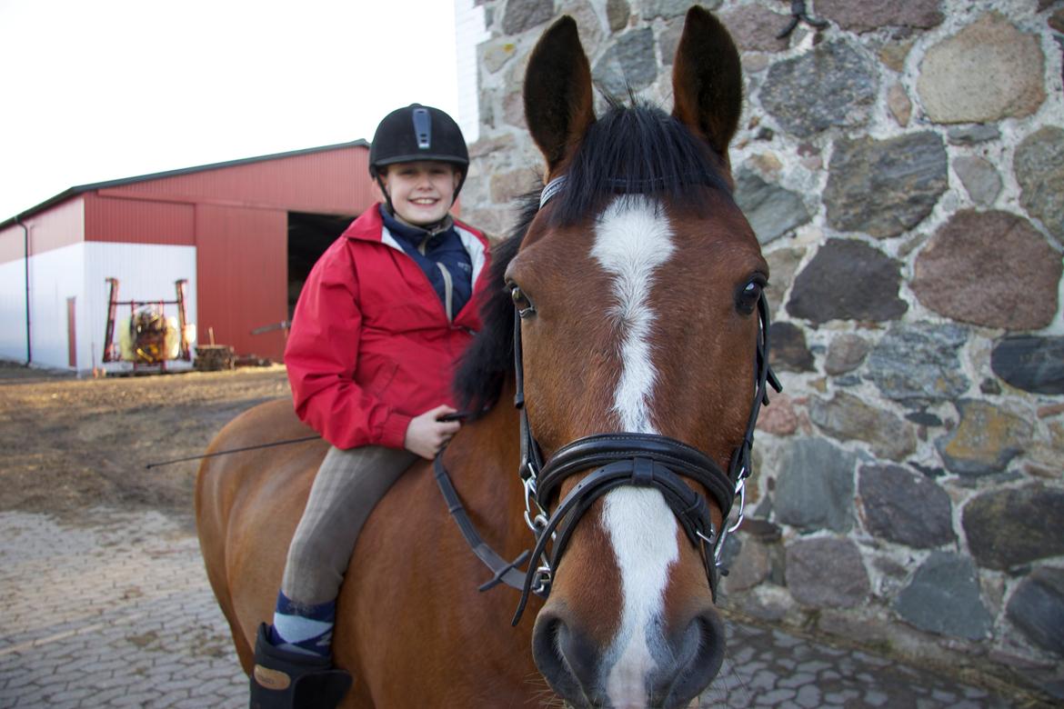 Hollandsk Sportspony Danny billede 30