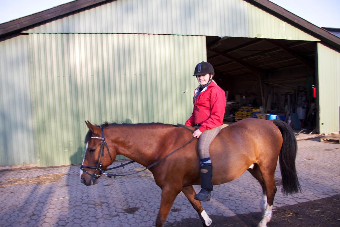 Hollandsk Sportspony Danny billede 31