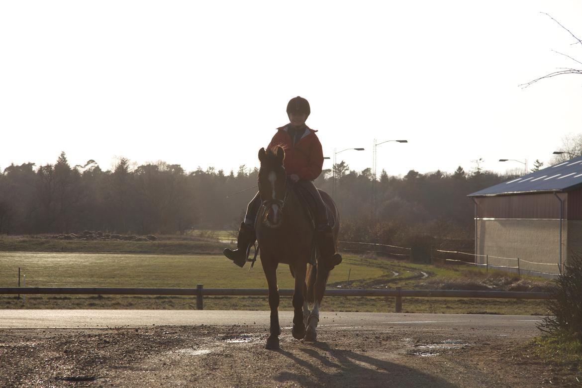 Hollandsk Sportspony Danny billede 34