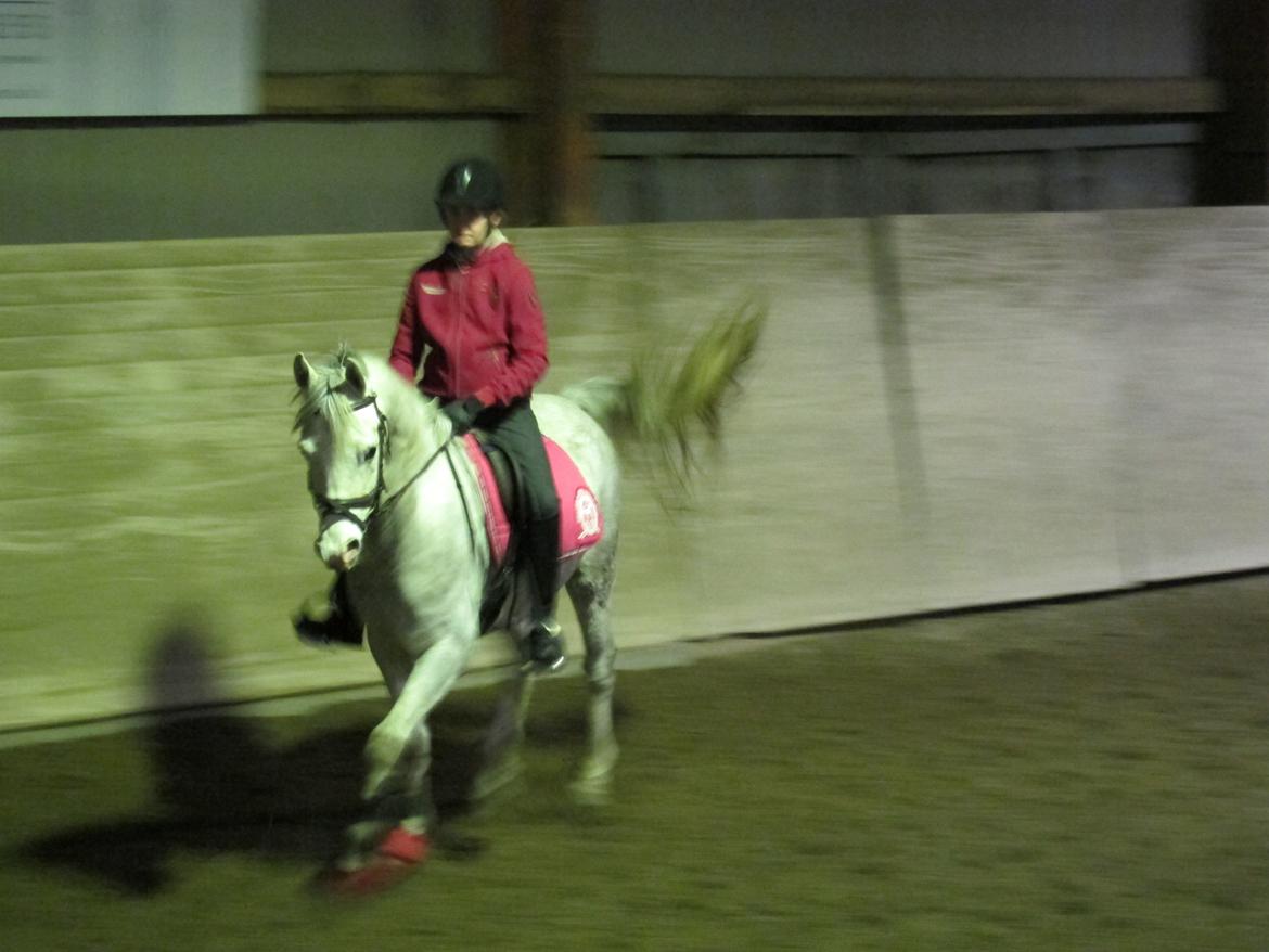 Arabisk fuldblod (OX) Thaliq Al-Bait ox billede 11