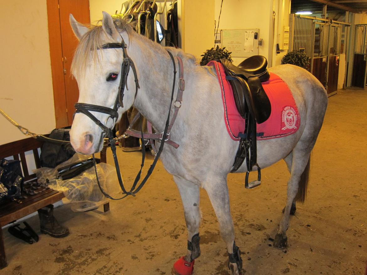 Arabisk fuldblod (OX) Thaliq Al-Bait ox billede 18