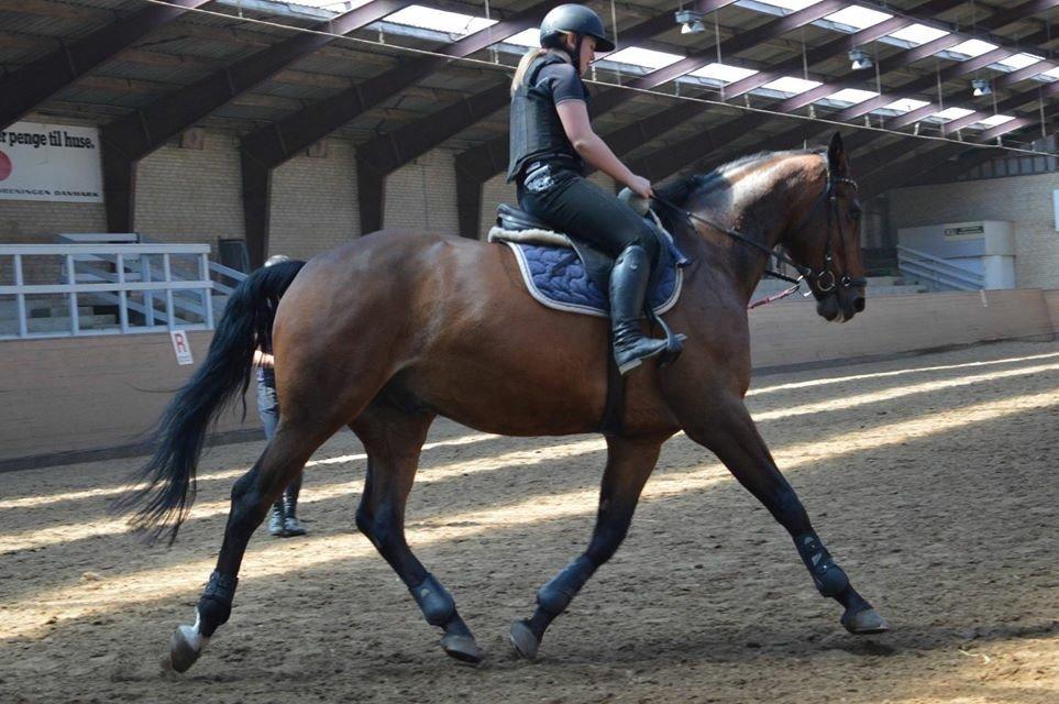 Dansk Varmblod Nicolai-høj billede 6