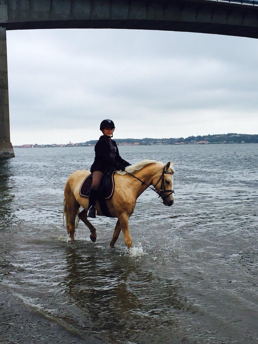 Palomino Asterix - Asterix på rytterlejr på MRR <3 billede 9