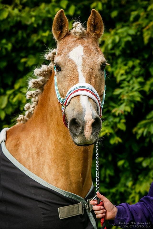 Anden særlig race timon billede 14