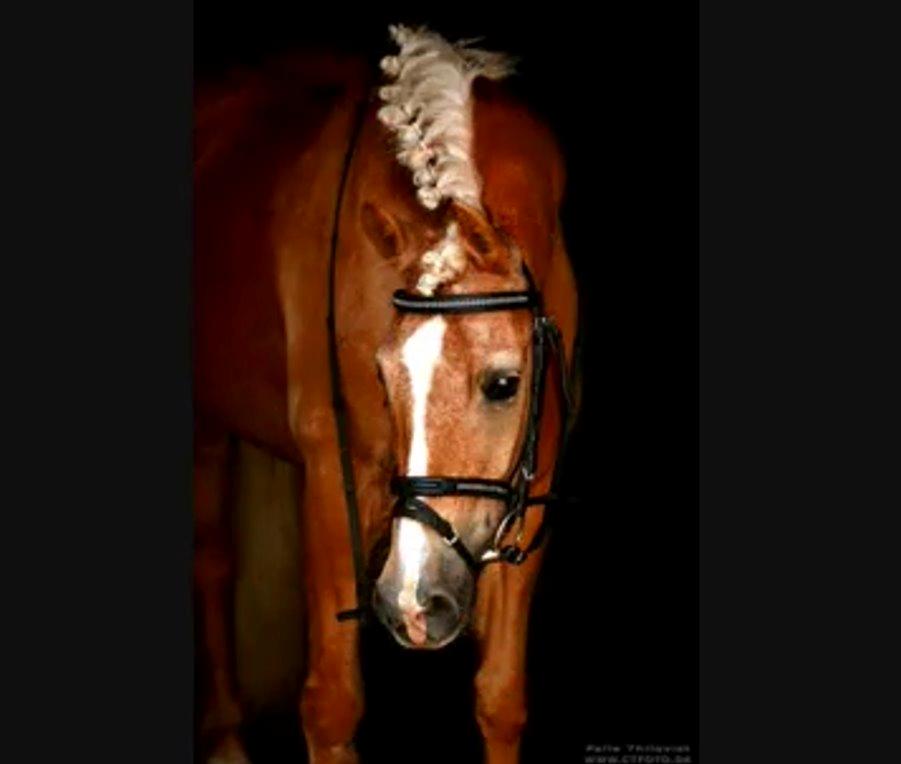 Anden særlig race timon billede 15