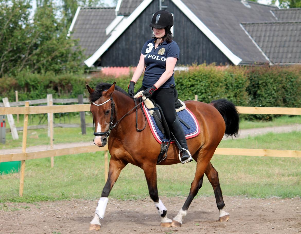 Hollandsk Sportspony Marquis  - D. 29 juni 2015 Foto: Sabrina S. Hansen billede 3