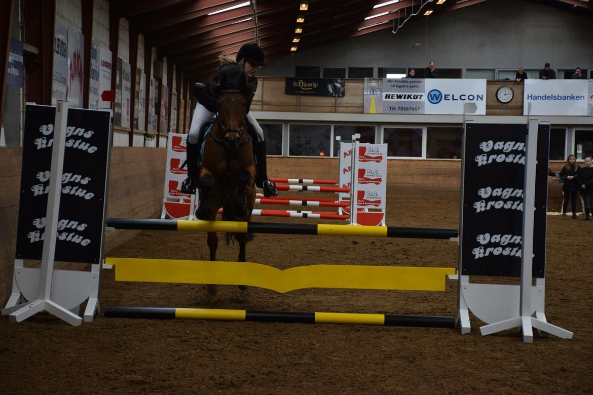 Anden særlig race Michelangelo B-pony - LB2** Foto: AK  billede 36