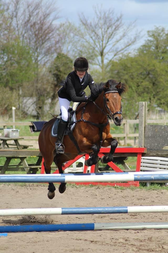 Anden særlig race Michelangelo B-pony - LB2** BDR Foto: Betina  billede 33