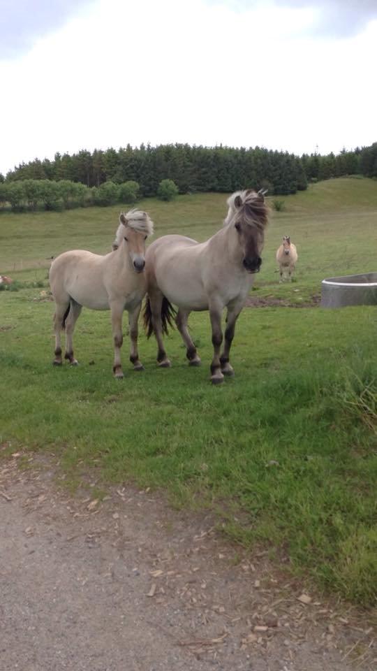 Fjordhest Prips Malik ( tidl hest) billede 3