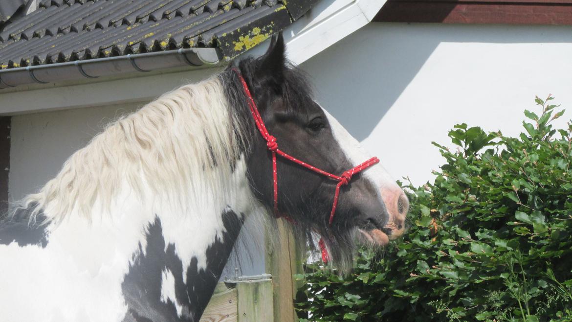 Tinker Aiden billede 3