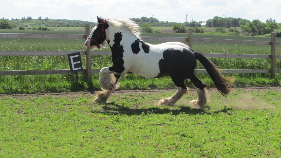 Tinker Aiden billede 1