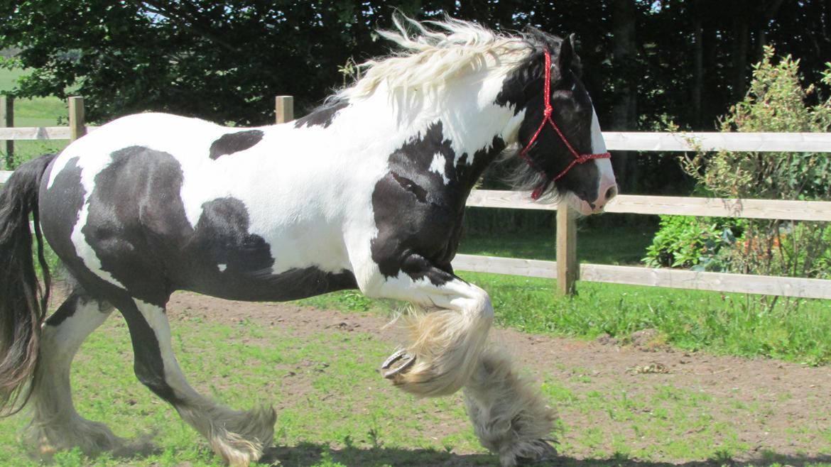 Tinker Aiden billede 4