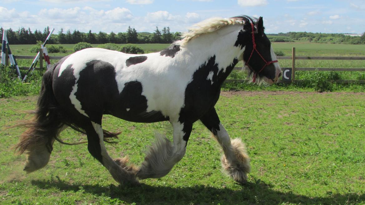 Tinker Aiden billede 5