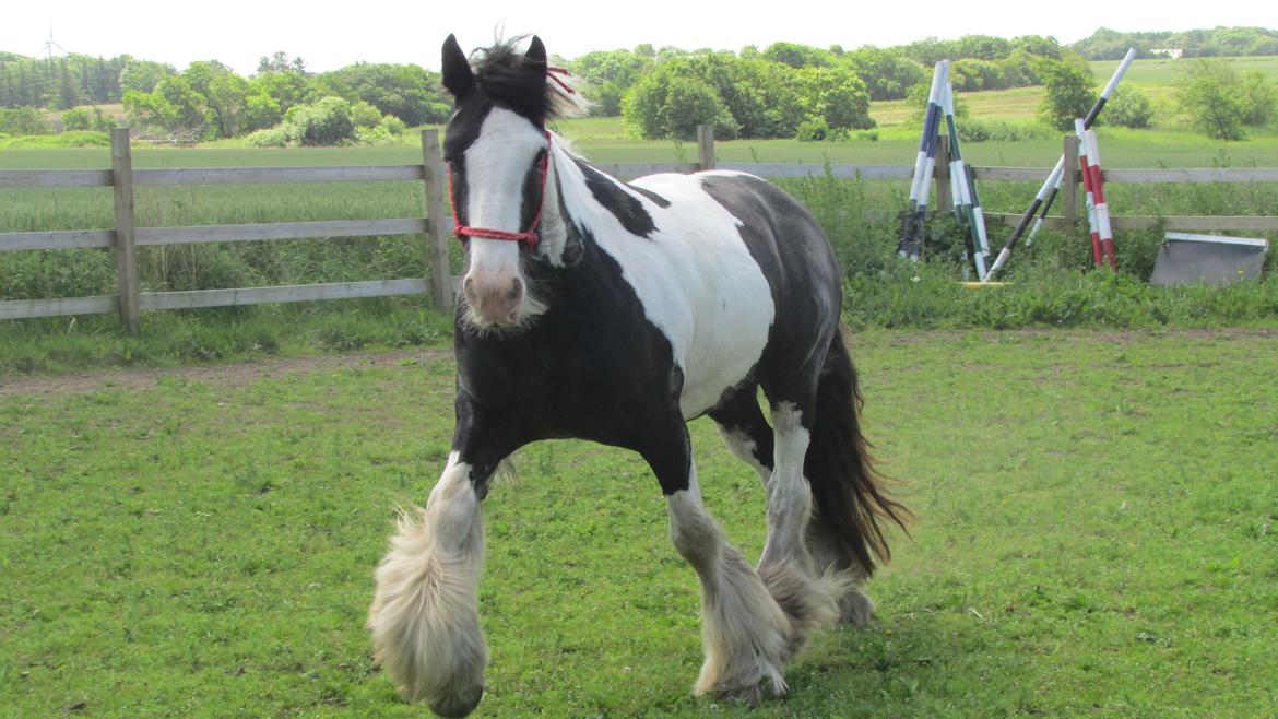 Tinker Aiden billede 2