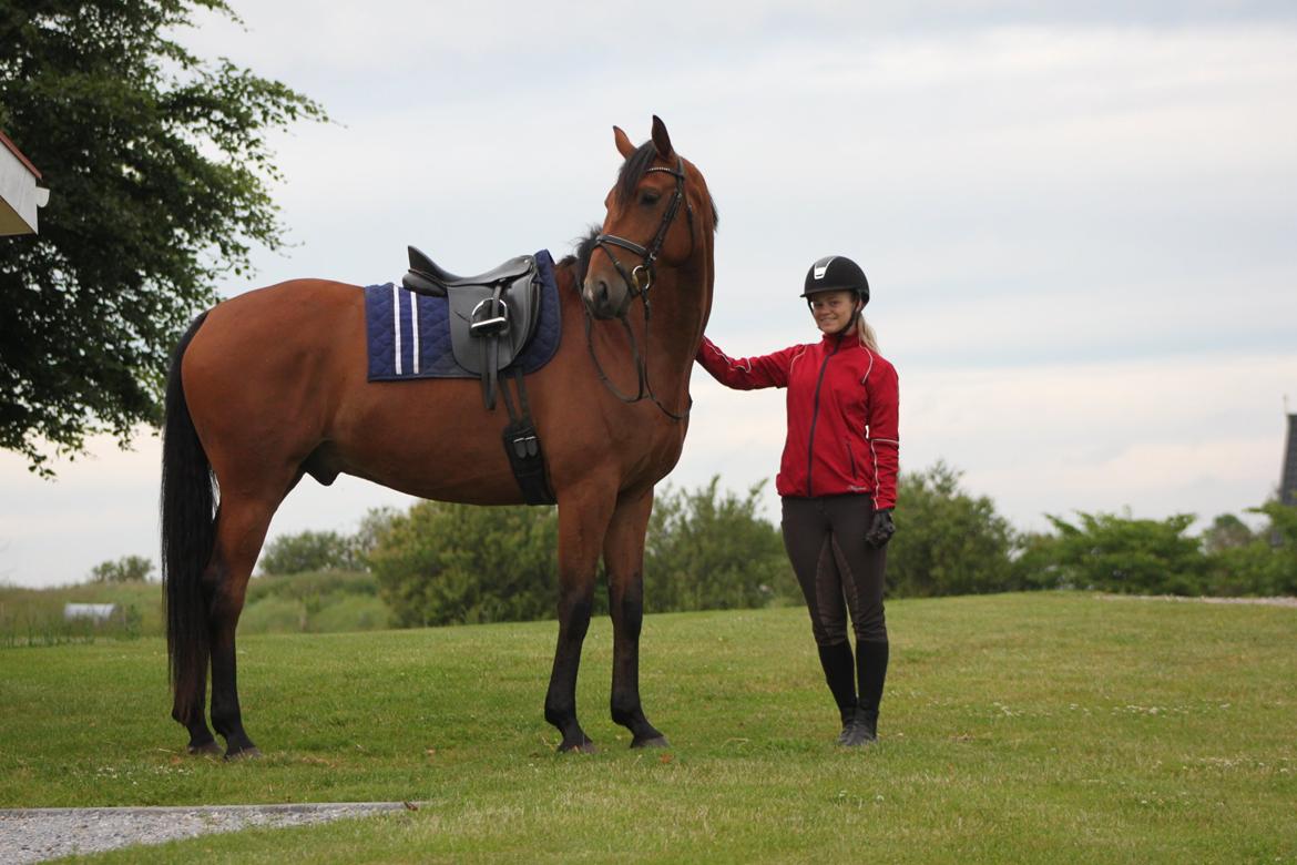 Dansk Varmblod Bakkegaarden's Chester billede 12