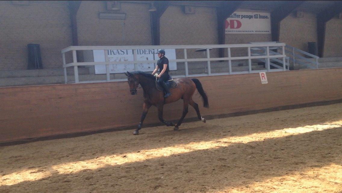 Dansk Varmblod Nicolai-høj billede 10