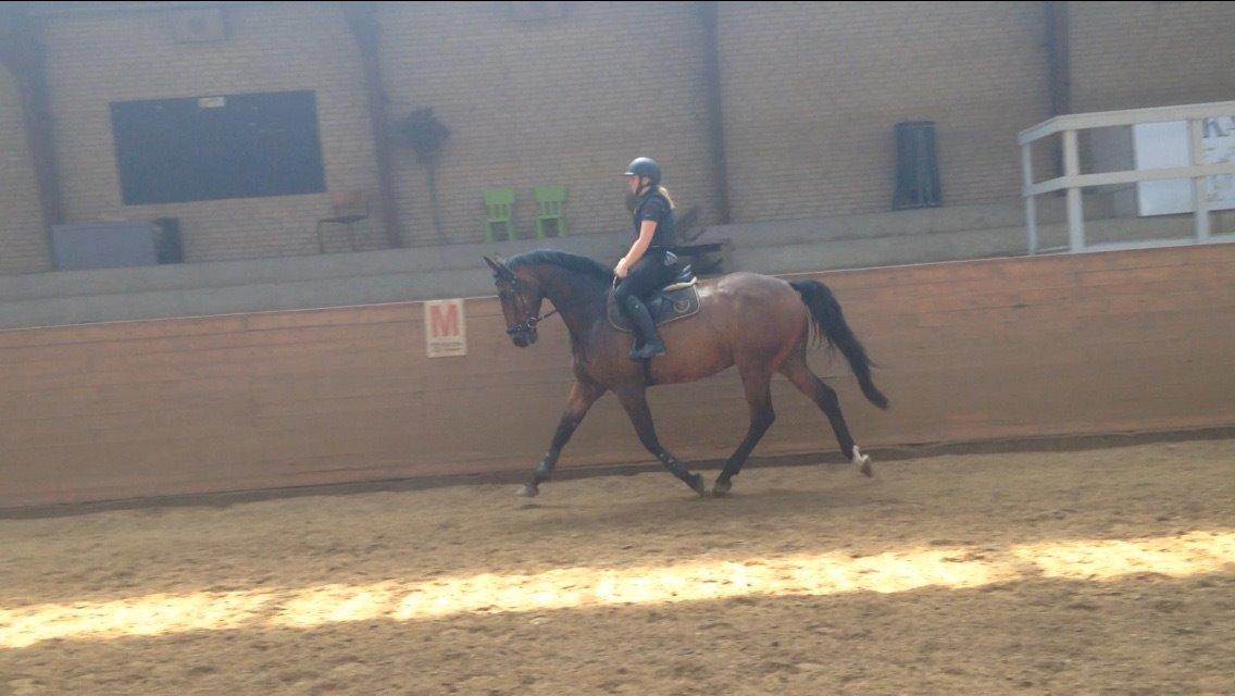 Dansk Varmblod Nicolai-høj billede 2