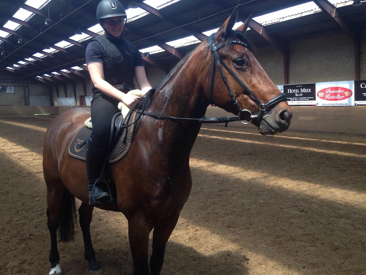 Dansk Varmblod Nicolai-høj billede 8